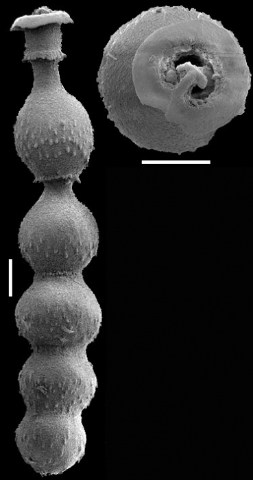 Siphonodosaria hispidula (Cushman, 1917) Identified specimen