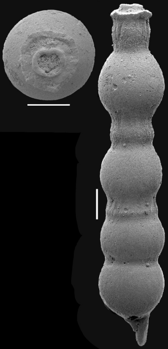 Siphonodosaria internodifera (Gumbel, 1868). Identified specimen