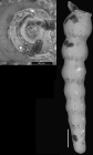 Nodosaria jacksonensis Cushman & Applin, 1926 Holotype
