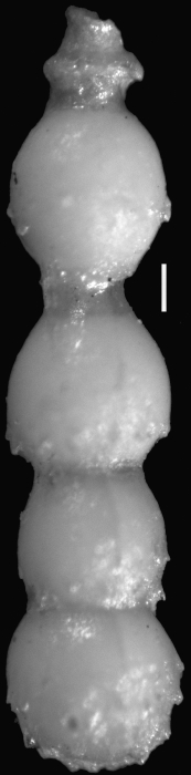 Ellipsonodosaria nuttalli var. aculeata Cushman & Renz, 1948 Holotype Ellipsonodosaria nuttalli var. aculeata Cushman & Renz, 1948 Holotype