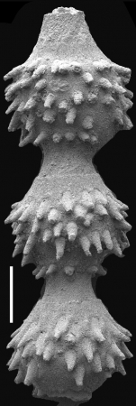 Siphonodosaria kaihoi Hayward, 2012 Paratype