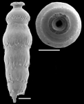 Siphonodosaria lepidula (Schwager, 1866) Identified specimen