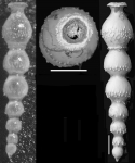 Nodosaria antillea Cushman, 1923 Holotype