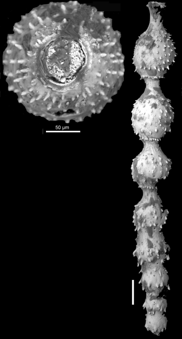 Ellipsonodosaria atlantisae Cushman, 1939. Holotype