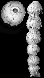 Ellipsonodosaria curvatura var. spinea Cushman, 1939 Holotype