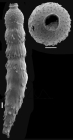 Siphonodosaria longispina (Egger, 1900) Identified specimen