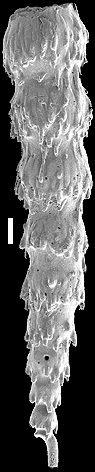 Siphonodosaria longispina (Egger, 1900). Identified specimen