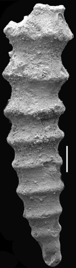 Siphonodosaria monstruosa (Koch, 1926) Identified specimen