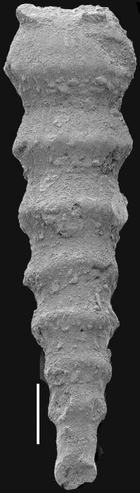 Siphonodosaria monstruosa (Koch, 1926) Identified specimen Siphonodosaria monstruosa (Koch, 1926) Identified specimen