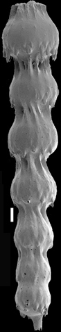 Siphonodosaria paucistriata (Galloway & Morrey, 1929) Identified specimen