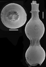 Siphonodosaria paucistriata (Galloway & Morrey, 1929) Identified specimen