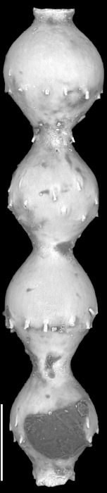 Ellipsonodosaria pilulata Cushman & Todd, 1948 Holotype Ellipsonodosaria pilulata Cushman & Todd, 1948 Holotype