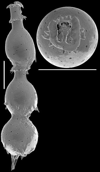 Siphonodosaria pilulata (Cushman & Todd, 1948) Identified specimen. Siphonodosaria pilulata (Cushman & Todd, 1948) Identified specimen.