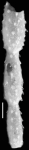 Nodosaria parexilis var. sentifera Cushman & Parker, 1931 Holotype
