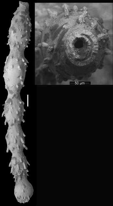 Ellipsonodosaria alexanderi Cushman, 1936 Holotype