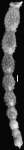 Ellipsonodosaria alexanderi var. impensia Cushman, 1938 Holotype