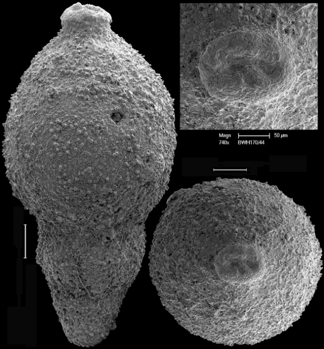 Stilostomella decurta (Bermudez, 1937) Identified specimen