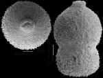 Stilostomella decurta (Bermudez, 1937) Identified specimen
