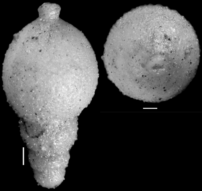 Stilostomella decurta (Bermudez, 1937). Identified specimen