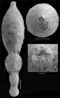 Stilostomella fistuca (Schwager, 1866) Identified specimen