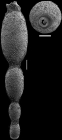 Stilostomella fistuca (Schwager, 1866) Identified specimen