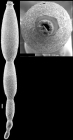 Stilostomella fistuca (Schwager, 1866) Identified specimen.