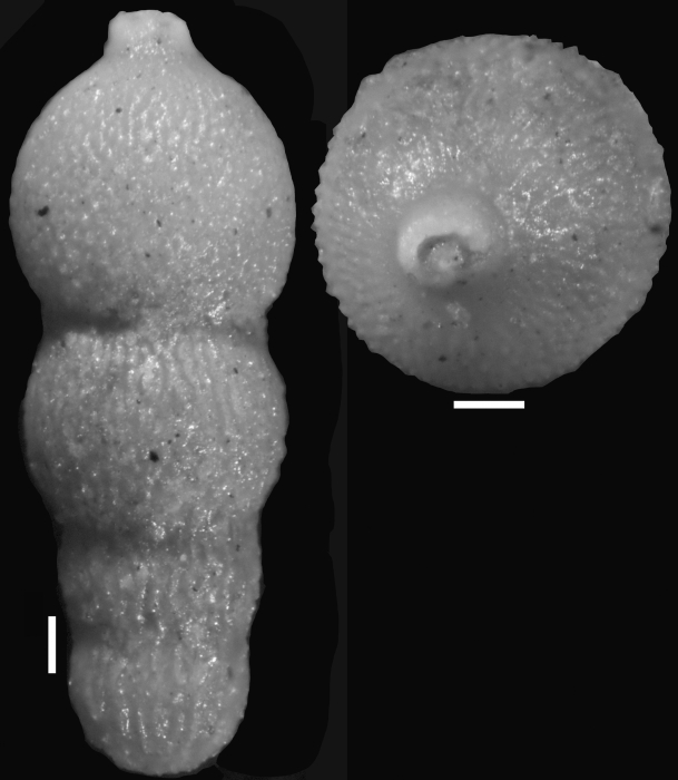 Ellipsonodosaria mappa Cushman & Jarvis, 1934. Holotype