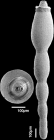 Stilostomella parexilis (Cushman & Stewart, 1930) Identified specimen