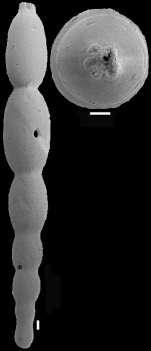 Stilostomella parexilis (Cushman & Stewart, 1930). Identified specimen