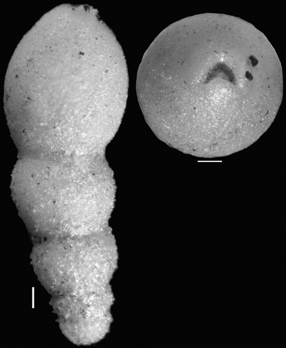 Stilostomella rugosa Guppy, 1894. Identified specimen