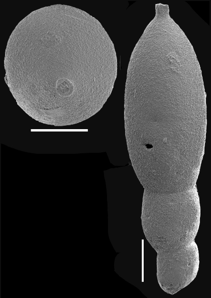 Stilostomella tuckerae (Hadley, 1934) Identified specimen