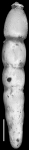 Ellipsonodosaria? adelinensis Palmer & Bermudez, 1936 Holotype