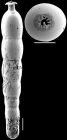 Strictocostella advena (Cushman & Laiming, 1931) Identified specimen