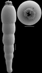 Strictocostella advena (Cushman & Laiming, 1931) Identified specimen.