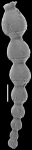 Stilostomella basicarinata Hornibrook, 1961 Topotype