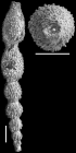 Ellipsonodosaria atlantisae var. hispidula Cushman, 1939. Holotype