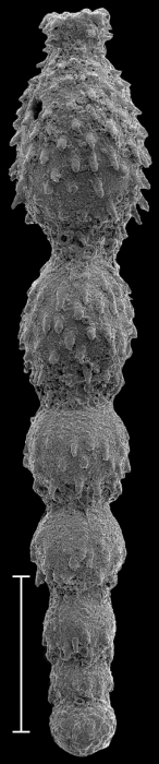 Strictocostella hispidula (Cushman, 1939) Identified specimen