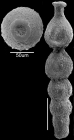 Strictocostella hugaensis (Ishizaki, 1943). Identified specimen.