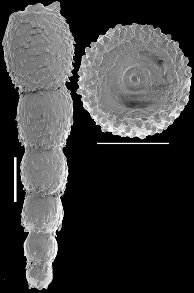 Strictocostella japonica (Ishizaki, 1943). Identified specimen