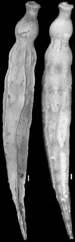 Ellipsonodosaria jabacoensis Bermudez, 1937 Holotype