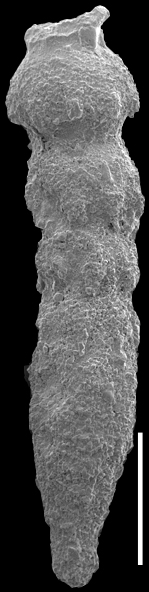 Strictocostella joculator (Finlay, 1947) Identified specimen