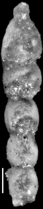 Stilostomella joculator Finlay, 1947. Paratype