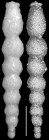Ellipsonodosaria? matanzana Palmer & bermudez, 1936. Holotype