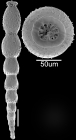 Strictocostella matanzana (Palmer & Bermudez, 1936) Identified specimen