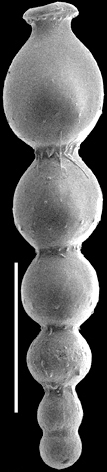 Strictocostella matanzana (Palmer & Bermudez, 1936). Identified specimen
