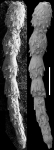 Ellipsonodosaria minuta Cushman, 1938 Holotype