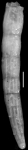 Ellipsonodosaria semijugosa Cushman 1939. Paratype