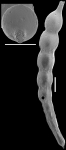 Stilostomella finlayi Hornibrook, 1961 Topotype