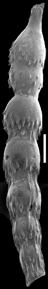 Stilostomella finlayi Hornibrook, 1961. Topotype