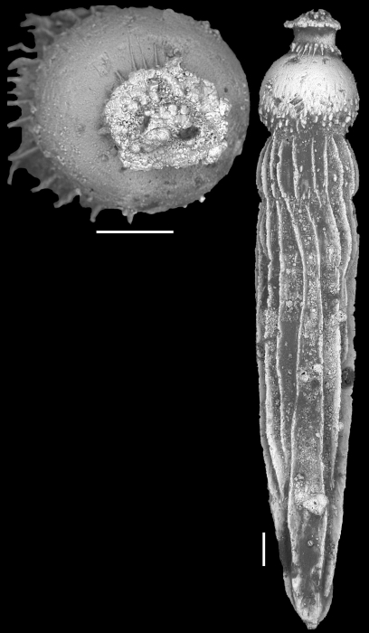 Ellipsonodosaria modesta Bermudez, 1937. Holotype Ellipsonodosaria modesta Bermudez, 1937. Holotype